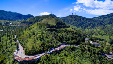 5 Fakta Menarik Wisata Puncak Bogor, Jawa Barat yang Wajib Diketahui